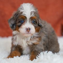 Leia - Merle female Bernedoodle puppy in Dundee, Ohio from Down Home Doodle