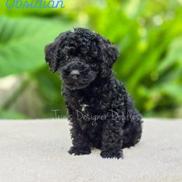 Obsidian - Black and white male Aussiedoodle puppy in Centreville, Mississippi from Trin's Designer Doodles