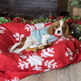 Spice's Boy 2-A - Blenheim male Cavalier King Charles Spaniel puppy in Loco, Oklahoma from Sweet Heart Cavaliers