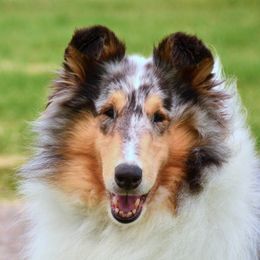 Collies from Headline Collies