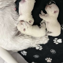West Highland White Terrier Puppies from Our Westies 2