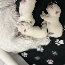 West Highland White Terrier Puppies from Our Westies 2