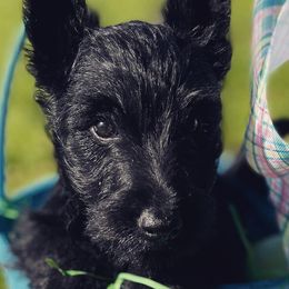 Scottish Terriers from Oak Alley Farm
