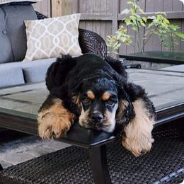 Cocker Spaniel Puppies from Wilkshire Farm