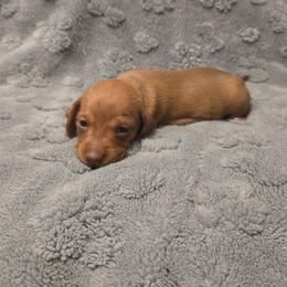 Green - Red male Dachshund puppy in Mulberry, Florida from J's Mini Dachshunds