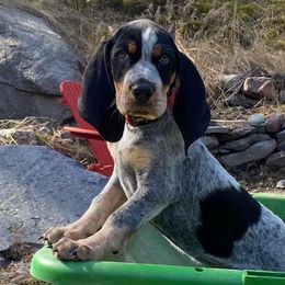 Bluetick Coonhounds and Dutch Shepherds from Guardian K9s