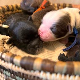 Yorkipoo puppies from Plush Toy Poodle Puppies & Pals