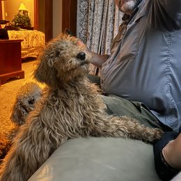 Labradoodle Puppies from Kelly’s Doodles