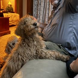 Labradoodle Puppies from Kelly’s Doodles