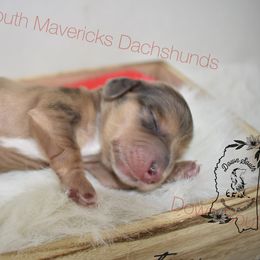 Shaded red dapple - Dapple male Dachshund puppy in Seminary, Mississippi from Down South Mavericks Dachshunds