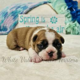 Neo - Red male Boston Terrier puppy in Mulberry, Arkansas from White Valley Boston Terriers