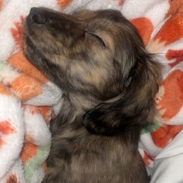 Dachshunds from JW Kennels