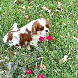 Cavalier King Charles Spaniel Puppies from Hill country cavaliers