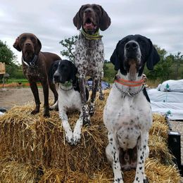 German Shorthaired Pointer All Grown Up from Magnolia Farm and Kennel