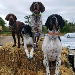 German Shorthaired Pointer All Grown Up from Magnolia Farm and Kennel