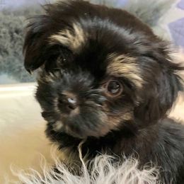 Cavapoos and Havanese from King Lionheart Puppies
