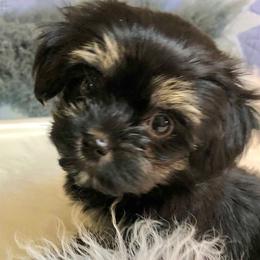 Cavapoos and Havanese from King Lionheart Puppies
