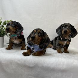 Dachshund and French Bulldog Puppies from AZ Royal Doxies llc