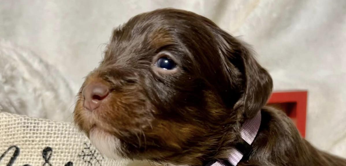 Dreamer Ridge Puppies in Missouri Bernedoodle, Schnoodle or