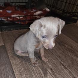 SFM2 4-26 - Fawn (isabella) and tan male Miniature Pinscher puppy in Middle Point, Ohio from Knisely's Min Pins-AKC