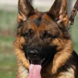Luna - German Shepherd