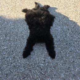 Red - Black female Affenpinscher puppy in Hastings, Florida from Tamari Affenpinchers and Oakhurst Rhodesians