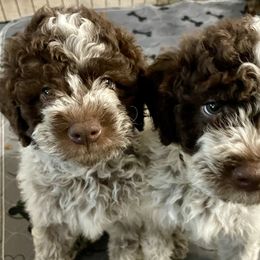 Lagotto Romagnolo Puppies from Agapē Lagotto Romagnolo