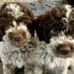 Lagotto Romagnolo Puppies from Agapē Lagotto Romagnolo