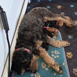 Poodle, Soft Coated Wheaten Terrier, and Whoodle Puppies from Green Mountain Kennel