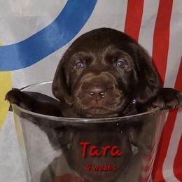 Tara - Labrador Retriever puppy from Patriot Labrador Retrievers