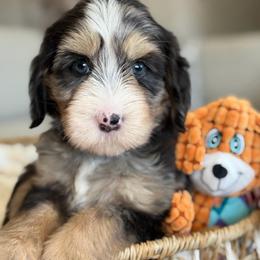 Zara - Tri-color female Bernedoodle puppy in Yuciapa, California from AlltheDoodlez_