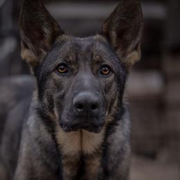 Cockapoos, German Shepherds, and Poodles from Cricket Hollow Canines
