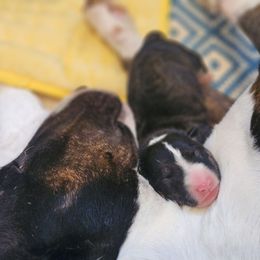 Fozzy - Black brindle and white male Miniature Bull Terrier puppy in Hollywood, Florida from Mini Bull Lane