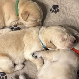Teal collar - Light golden male Golden Retriever puppy in Indianapolis, Indiana from ZuGolden Retrievers & Doodles
