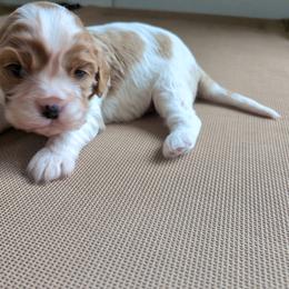 Eva - Blenheim female Cavalier King Charles Spaniel puppy in Grantsville, Maryland from One Big Cavy Family