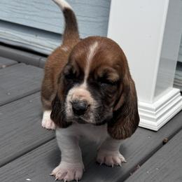 Basset Hound and Bloodhound Puppies from Sandhill Hounds of Nebraska