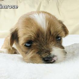 Primrose - Red female Lhasa Apso puppy in Jefferson, New York from Absolute Lhasa Love