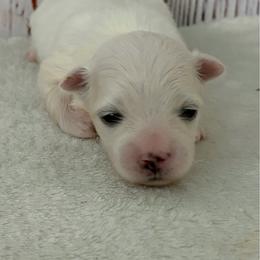 Male 1 - White male Maltese puppy in Monticello, Iowa from Ashley’s Puppies