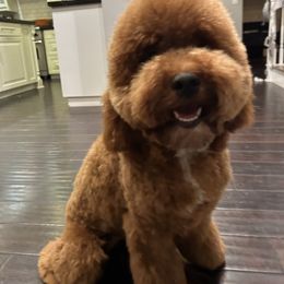 Bernedoodle and Goldendoodle All Grown Up from Country Hills Doodles