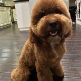 Bernedoodle and Goldendoodle All Grown Up from Country Hills Doodles