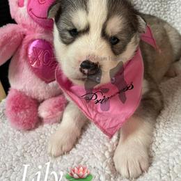 Lily - Gray and white female Siberian Husky puppy in Lagro, Indiana from Siberian Huskies-Beckham the Great