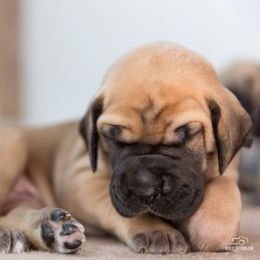 Great Danes from Sumner Great Danes