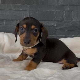 Max - Blue and tan male Dachshund puppy in Goodyear, Arizona from AZ Royal Doxies llc