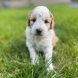Lily - Red phantom female Aussiedoodle puppy in Nephi, Utah from Peachydoodlepups