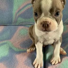 Boston Terrier Puppies from Heather's Boston Babies