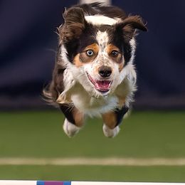 Border Collies from Rising Tide Border Collies