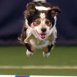 Border Collies from Rising Tide Border Collies