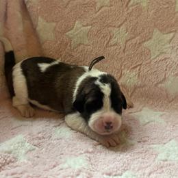 Tempest - Brown and white female Saint Berdoodle puppy in Traverse City, Michigan from Bare Paws Saint Berdoodles