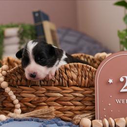 Lore - Black and white female Border Collie puppy in Brooklyn Center, Minnesota from Inspire Performance Dogs