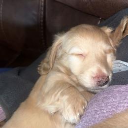 Dachshund Puppies from Dooney's Dachshunds
